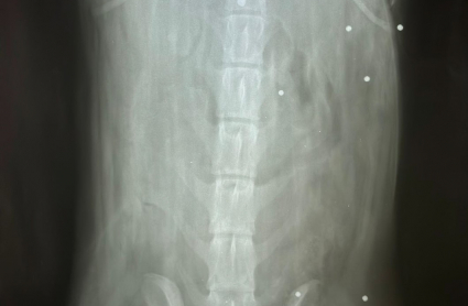 Radiografía del perro que recibió los disparos