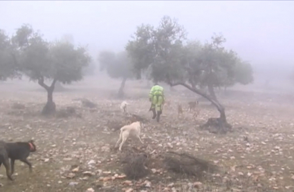 Perros de caza, cacería