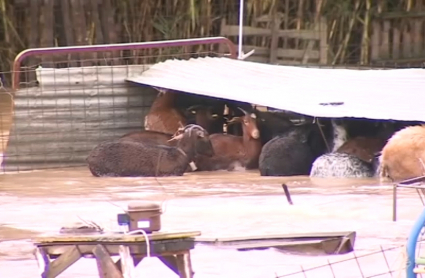 Animales atrapados por el agua en una finca de la Ribera del Marco