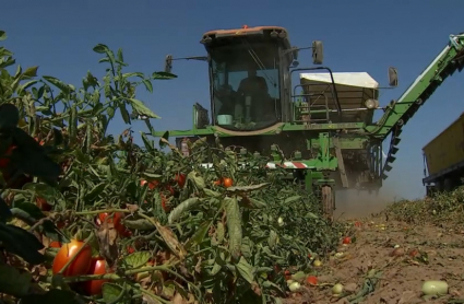 El tomate, clave para que Extremadura sea la 6ª región con mayor potencial en biometano