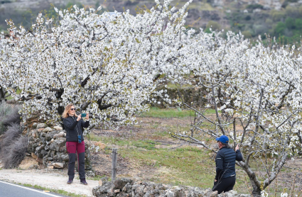 Cerezo en flor