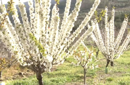 Cerezos del Valle del Jerte