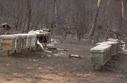 Colmenas perdidas en el incendio del norte extremeño