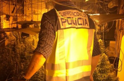 Desmantelada una plantación de marihuana