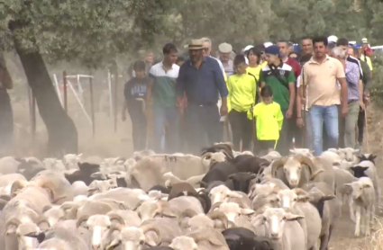 Reivindicación de la trashumancia en Valverde de Leganés