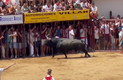 Toro Capuchón en los Sanjuanes de Coria