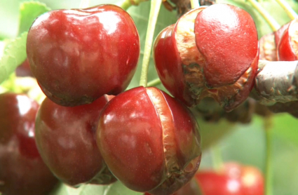 Cereza en mal estado