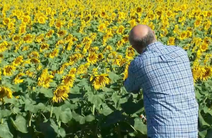 Cultivo de girasol