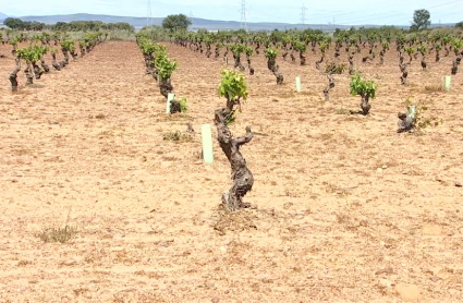 Ayudas al viñedo y al olivar