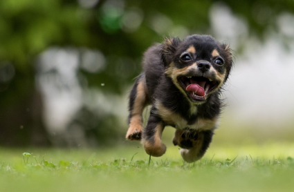 Todos los perros deberán contar con un seguro de responsabilidad civil desde septiembre