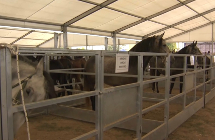 Feria ganadera de Fregenal de la Sierra