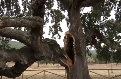 Árbol singular de Mirabel