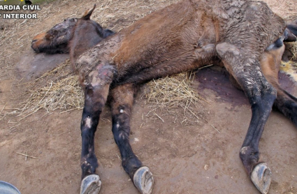 Maltrato animal en Llerena