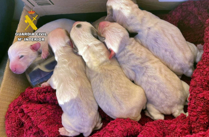 Cachorros abandonados en Zafra