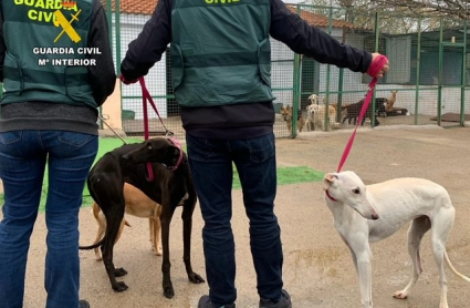 Tres detenidos por la sustracción de perros de caza en la provincia de Cáceres