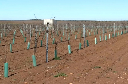 Cultivo de regadío en Almendralejo