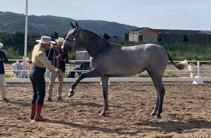 Feria del caballo de Albalá