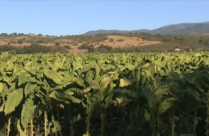 Cultivo del tabaco