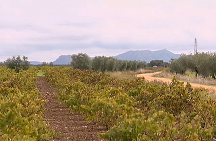 Regadío de Tierra de Barros